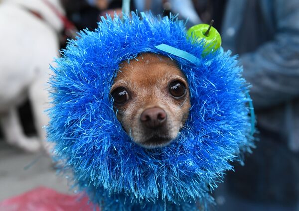 Pet Carnival: Moscow Holds First Parade of Dogs in Costumes Pet Carnival: Moscow Holds First Parade of Dogs in Costumes - Sputnik International