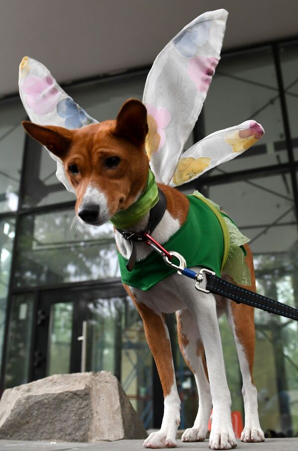 Pet Carnival: Moscow Holds First Parade of Dogs in Costumes Pet Carnival: Moscow Holds First Parade of Dogs in Costumes - Sputnik International