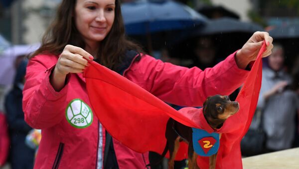 Pet Carnival: Moscow Holds First Parade of Dogs in Costumes - Sputnik International