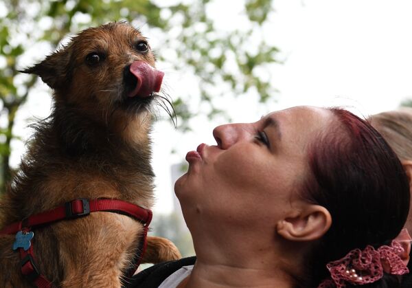 Pet Carnival: Moscow Holds First Parade of Dogs in Costumes Pet Carnival: Moscow Holds First Parade of Dogs in Costumes - Sputnik International
