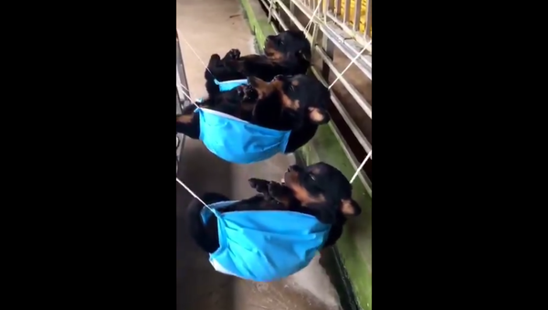 Rottweiler puppies in hammocks - Sputnik International