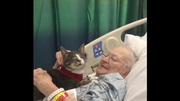 Blind cat keeps his beloved human company during her hospital stay - Sputnik International