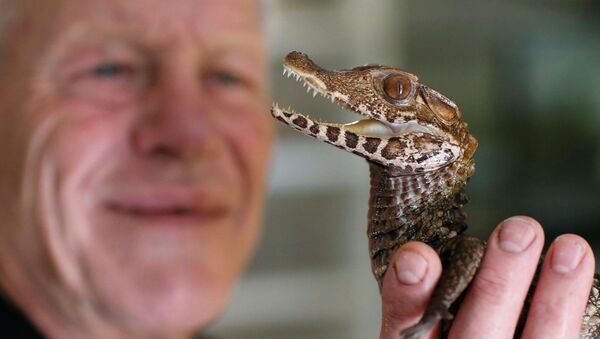 Cold-Blooded Tenants: A French Man Who Owns 400 Reptiles - Sputnik International