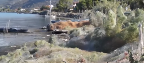 Shocking Giant Spider Web Covers Greek Island's Coast - Sputnik International
