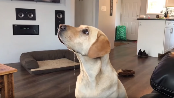 Patient Pooch Drools Uncontrollably in Anticipation of Cheesy Treat - Sputnik International