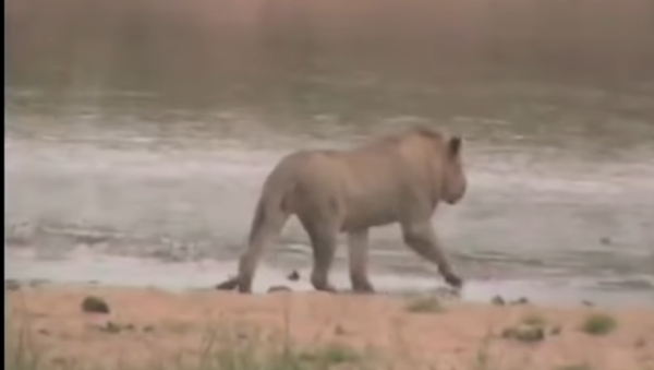 Lion in South Africa - Sputnik International
