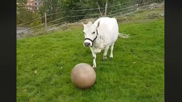 Sporty Swedish Cow Shows Off Her Soccer Skills - Sputnik International