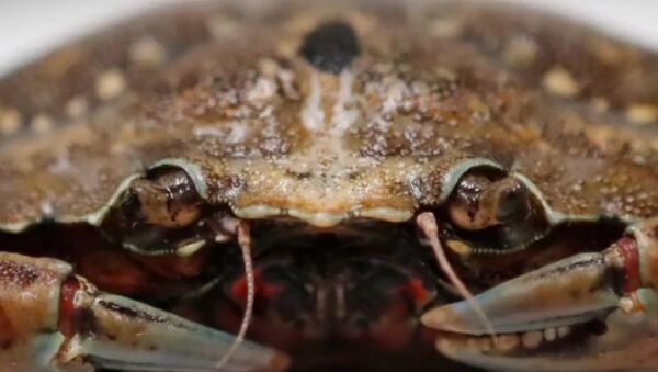 Canadian Crabs - Sputnik International