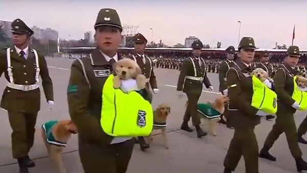 Police Puppies - Sputnik International