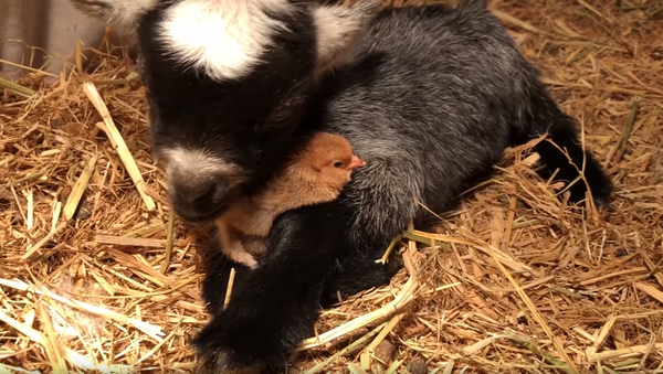 Fresh to the Farm: Baby Chick, Kid Share Snuggles - Sputnik International