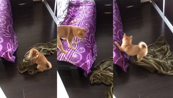 Struggle Pup: Shiba Inu Attempts to Take Blanket to Bed - Sputnik International