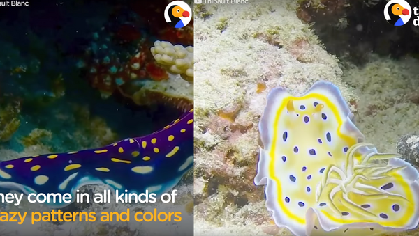 Spot ‘Em All! Sea Slugs Flaunt Unique Shades, Patterns - Sputnik International