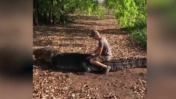 Tourist Climbs On Top Of 650KG Saltwater Crocodile In Outback - Sputnik International