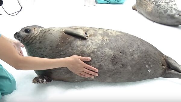 Chubby Seal - Sputnik International