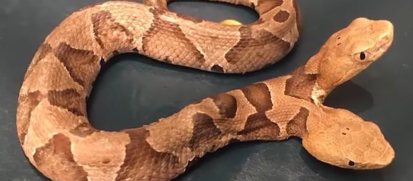 Double-Headed Snake Shocks Internet - Sputnik International