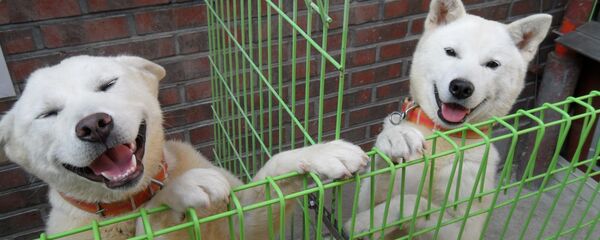 Poongsan dogs Poongsan dogs - Sputnik International