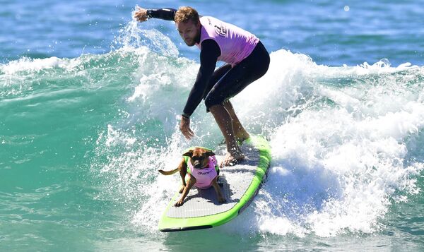 Cute Pups Show Off Skills at Surf City Surf Dog Contest in California - Sputnik International