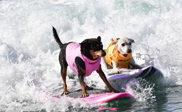 Cute Pups Show Off Skills at Surf City Surf Dog Contest in California - Sputnik International