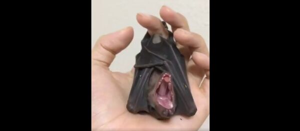 Bat Bat - Sputnik International