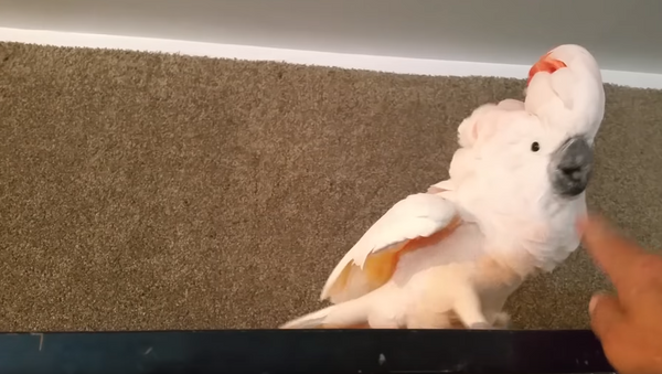 Fowl-Mouthed Cockatoo Chews Out Owner - Sputnik International