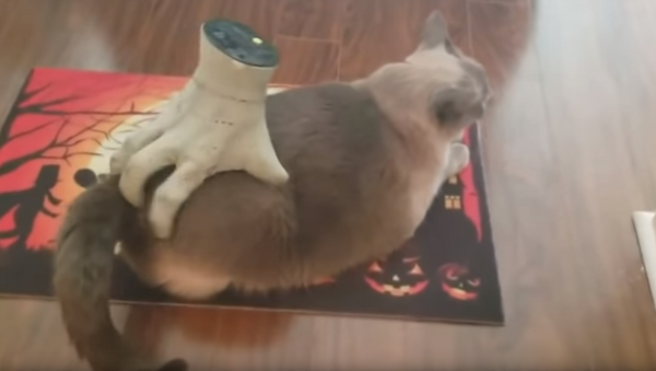 Cat Scratch: Fluffy Feline Enjoys a Spooky Massage - Sputnik International