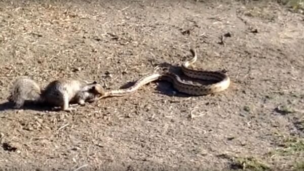 Squirrel Takes on a Snake to Defend Its Home - Sputnik International