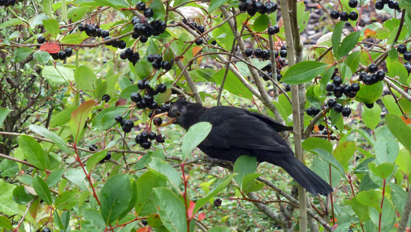 Bird eating berries at the Eden Project - Sputnik International