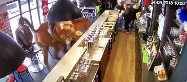 Horse runs into French sports bar, sends patrons running - Sputnik International