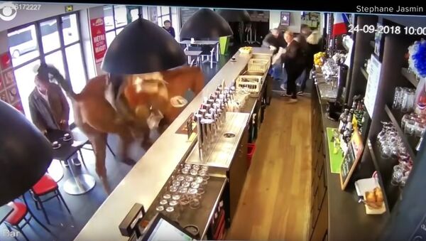 Horse runs into French sports bar, sends patrons running - Sputnik International