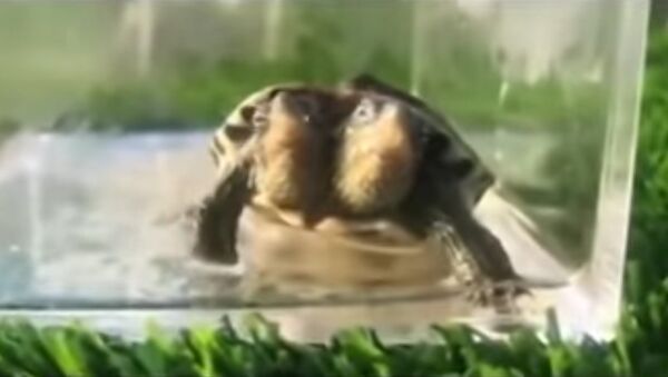 Mutant turtle born with TWO heads but can't be released into wild in case it passes - Sputnik International