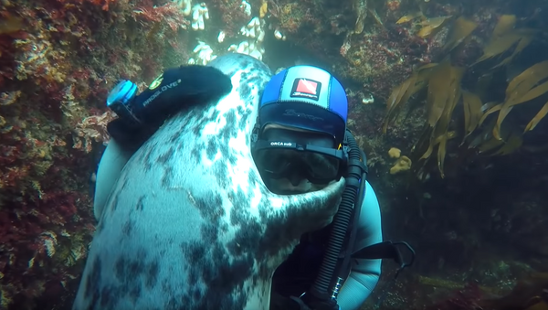 ‘Dive Buddies’: Wild Grey Seal Pup Embraces Diver - Sputnik International