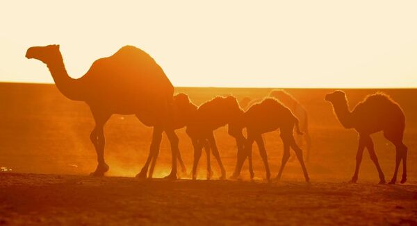 Camels - Sputnik International