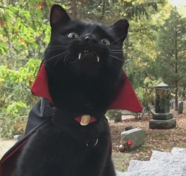 Black Cat With Vampire Fangs - Sputnik International