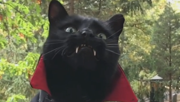 Black Cat With Vampire Fangs - Sputnik International