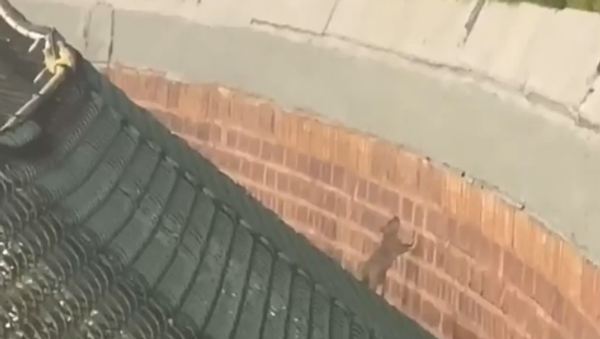 Rat Jumps Over Wall At Wrigley Field - Sputnik International