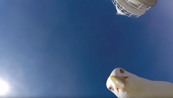 Guest Director: Spanish Seagull ‘Borrows’ Tourist’s Camera, Records Own Video - Sputnik International