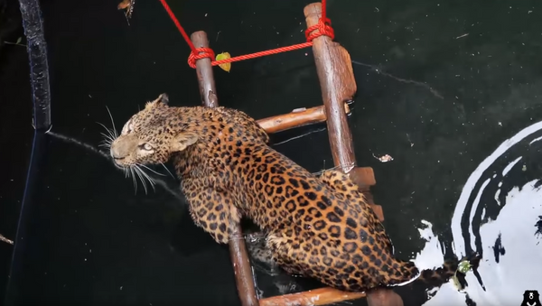 Nine Lives to Live: Leopard Lifted Out of 30-Foot Well - Sputnik International