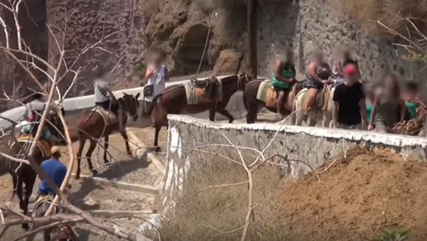 Donkeys on Santorini Abused and Used as Taxis - Sputnik International