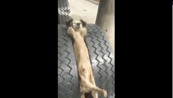 Dog Rests Casually Between Tires - Sputnik International