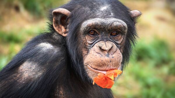 Chimpanzee - Sputnik International