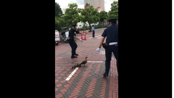 Japanese guards guide the ducks to a safe place. - Sputnik International