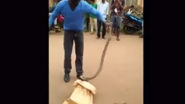 Amateur snake rescuer gets bitten in Odisha, India - Sputnik International