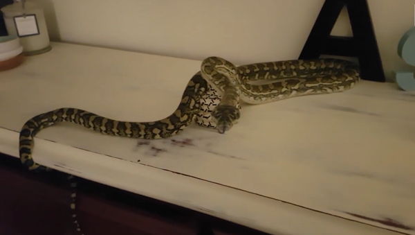 Teen Wakes Up To Snake On Dressing Table - Sputnik International