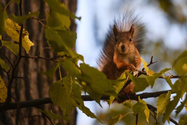 Squirrel in Moscow's Park - Sputnik International