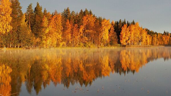Autumn Forest in Finland - Sputnik International