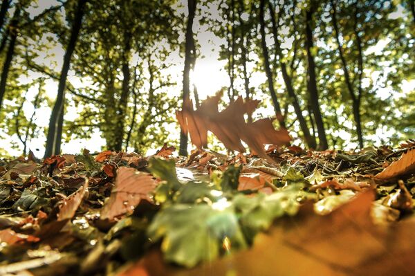 Fallen Leaves in Wood in Northern France - Sputnik International