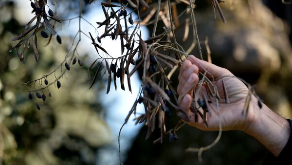 A farmer checks an olive tree for xylella fastidiosa in a grove near Lecce in Puglia, Italy - Sputnik International