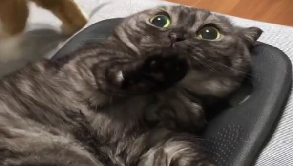 Shocked Cat - Sputnik International