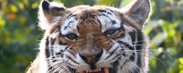 Tiger Tiger - Sputnik International