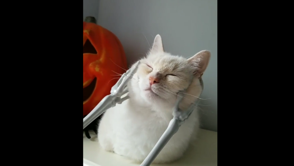 Cat getting masage - Sputnik International
